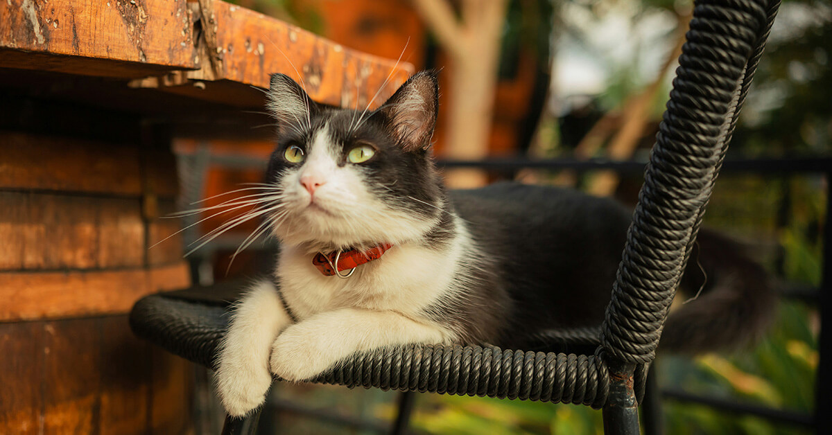 Black and white cat resting indoors