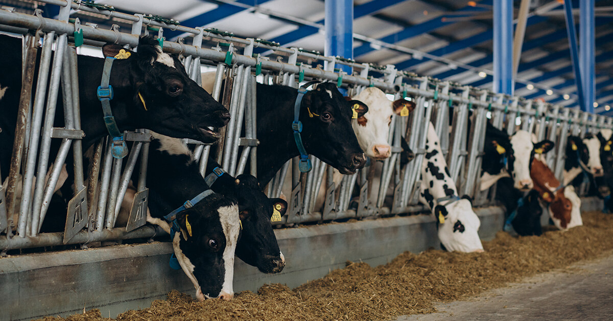 Dairy cows standing inside a barn