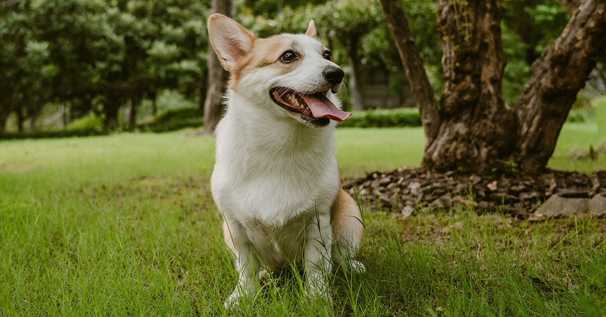 Brown and white dog sitting outdoors at 306 Veterinary Clinic