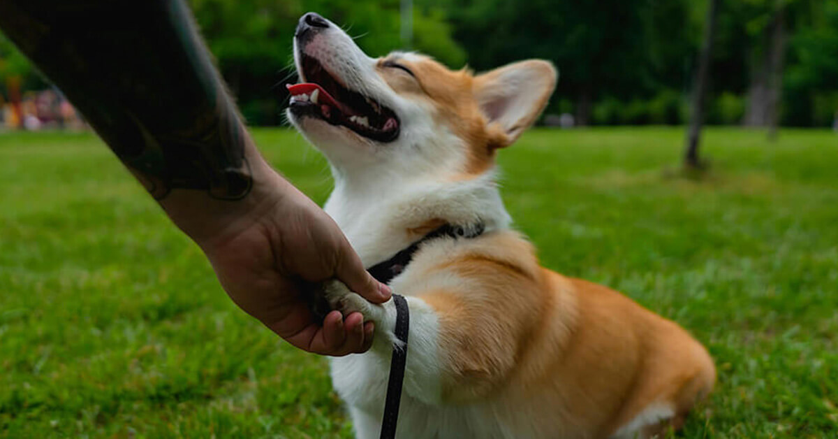 Brown and white dog receiving leash training