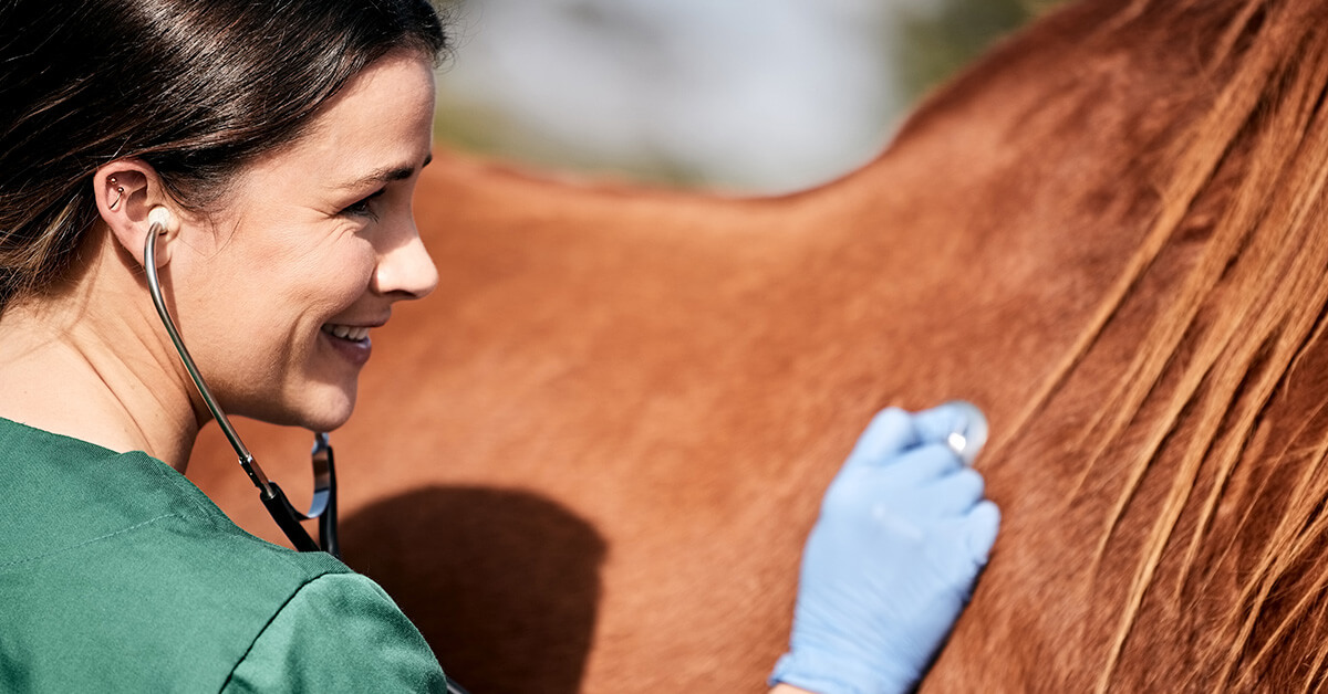 Veterinary care examination for a horse