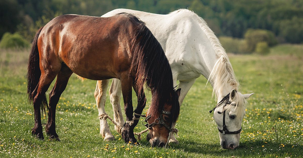 Horses grazing in an open pasture