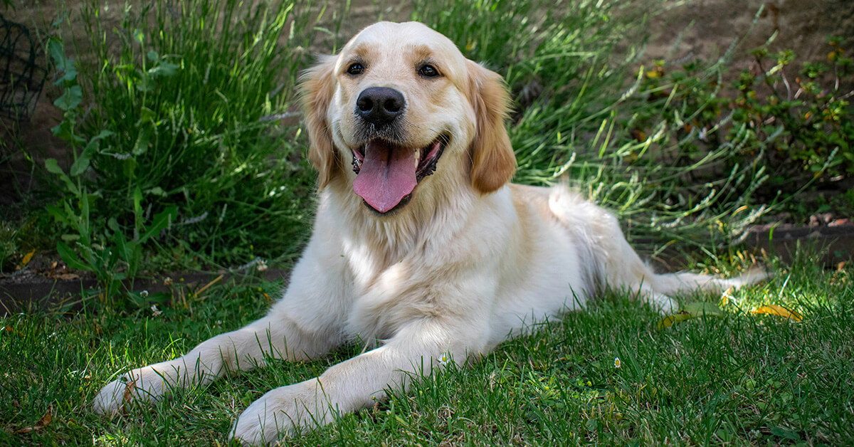 White dog lying in the grass