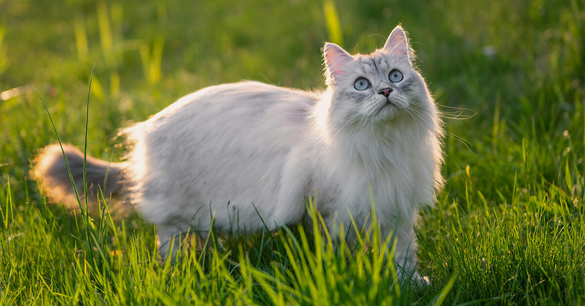 White long-haired cat sitting in the grass