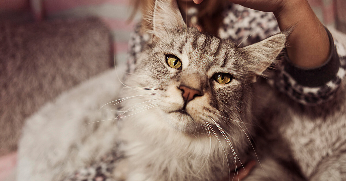 Gray tabby cat close-up portrait