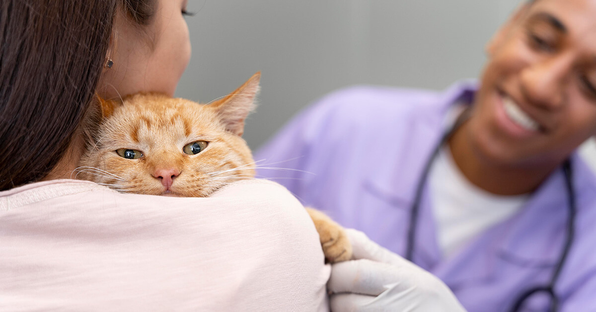 Orange cat being comforted during a veterinary appointment